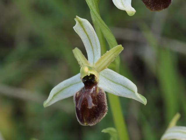 Ophrys araneola?